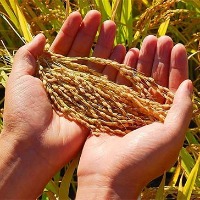 中国计划减少华北及东北地区的玉米播种面积 同时提高大豆面积